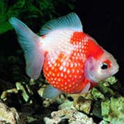 绿色环保可靠的免费ddos在线攻击